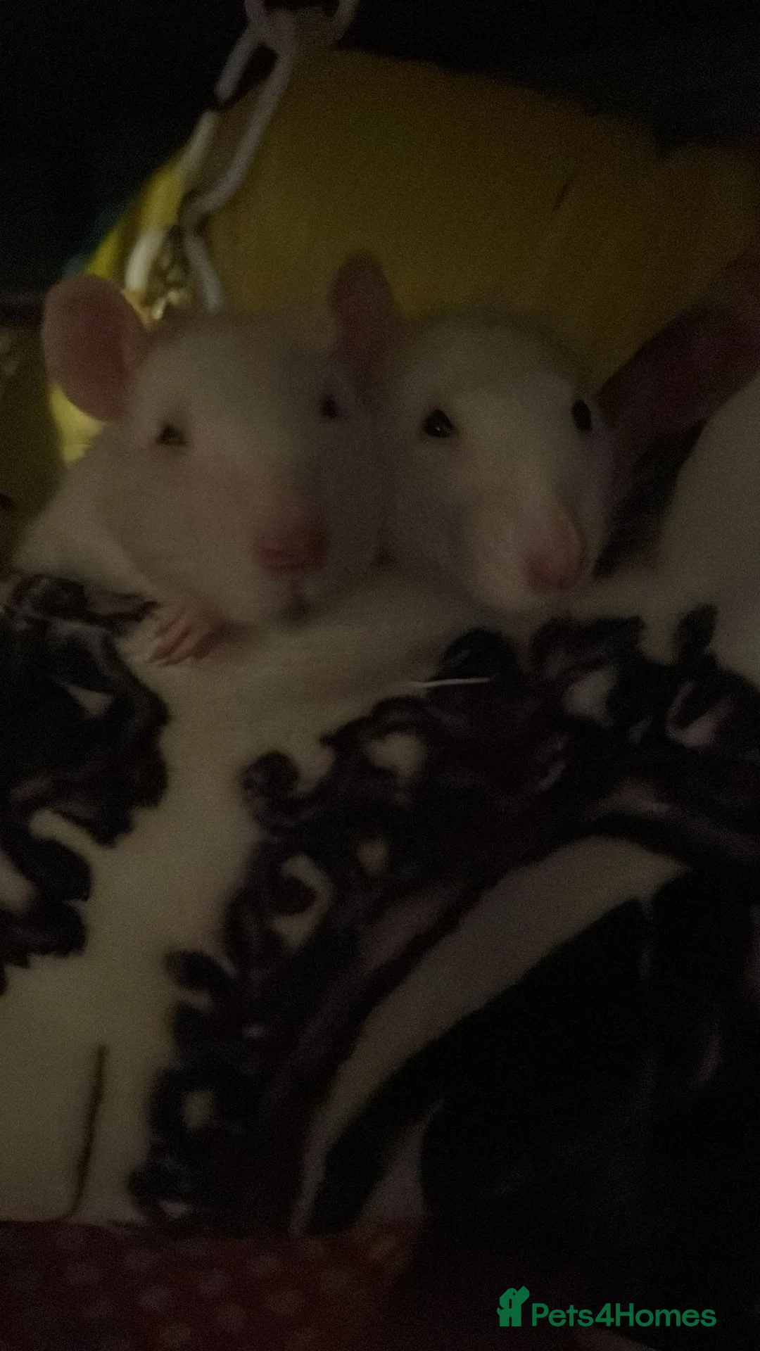 Rat rodents for sale: Rehoming  - Advert 16