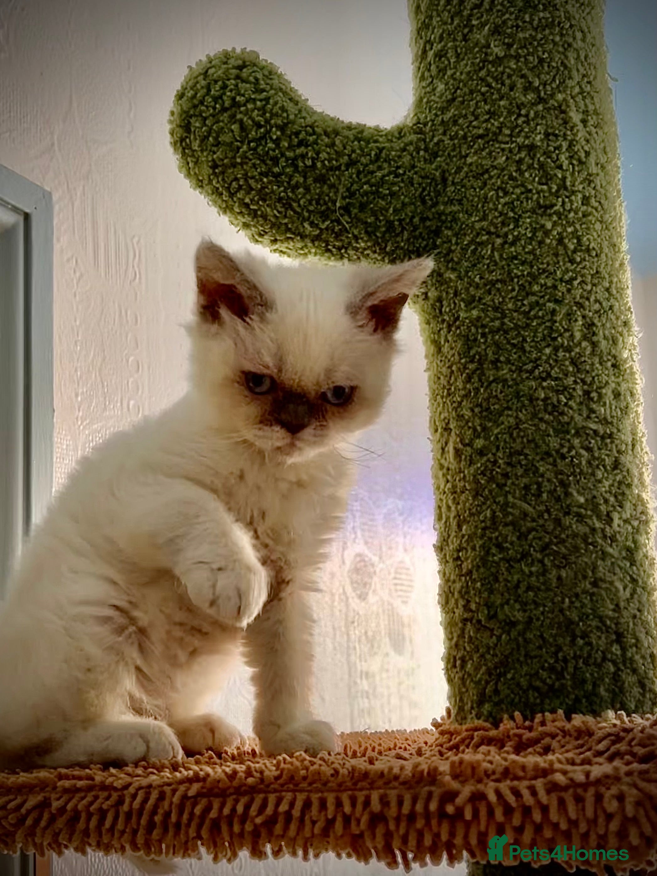 Selkirk Rex cats SELKIRK REX KITTENS  😻 - Advert 1