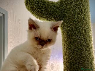 Selkirk Rex cats SELKIRK REX KITTENS 😻 - Advert 23