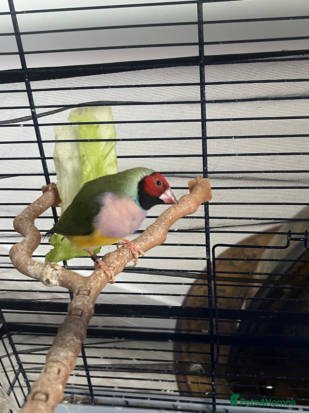 Finches birds for sale: Female gouldian finch  - Advert 3