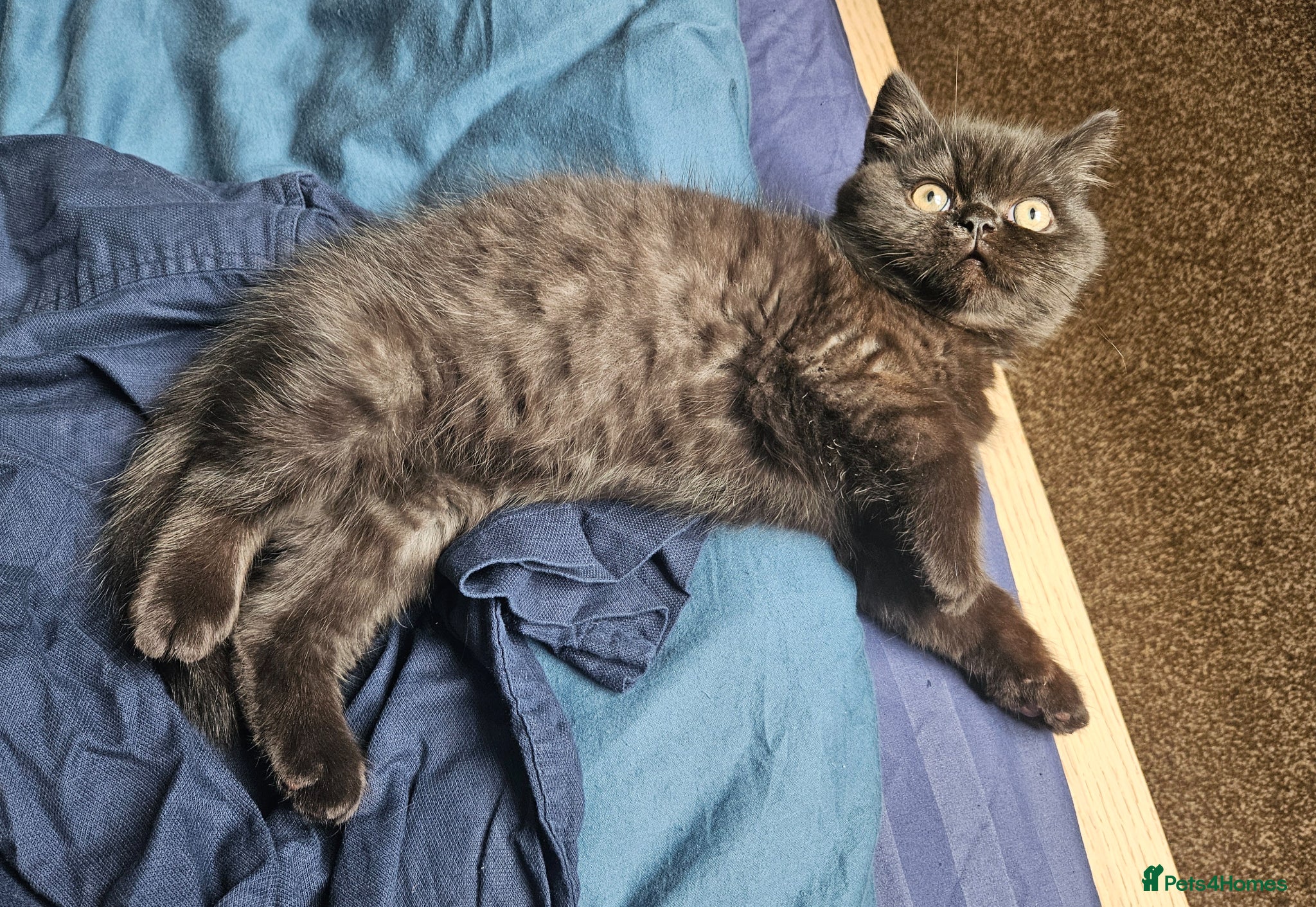 Persian cats Chunky Persian × British  - Advert 2