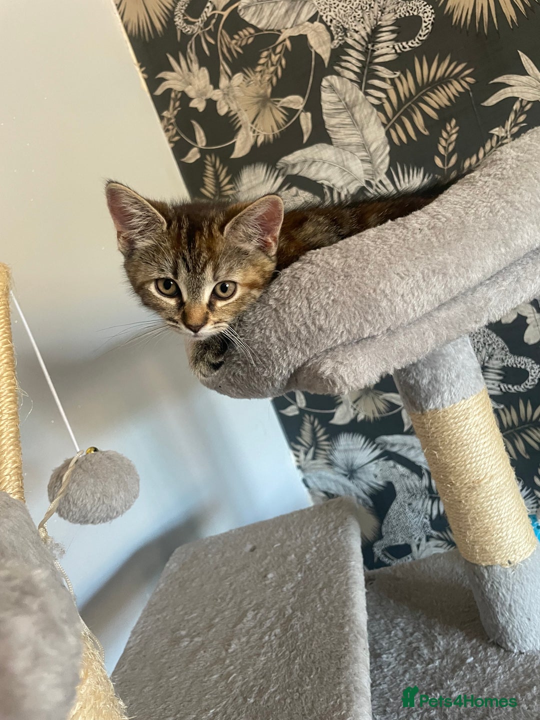 British Shorthair cats for sale: 1 female tortoiseshell  - ready now  in Southampton - Image 8