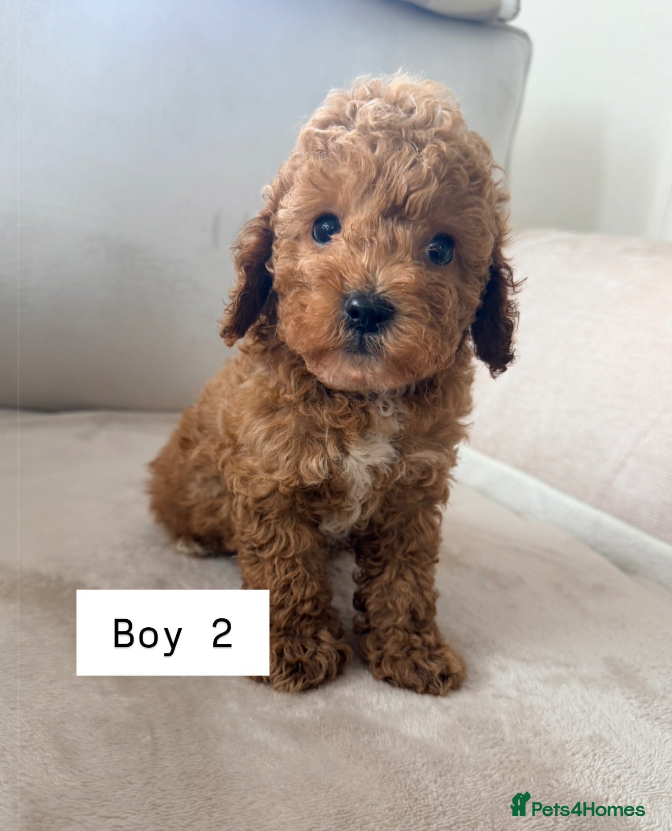 Cavapoo dogs Cavapoo babies 5 star licensed breeder  - Advert 2