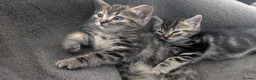 Mixed Breed cats for sale: Grey tabby Kitten ready for a home in London - Advert 10