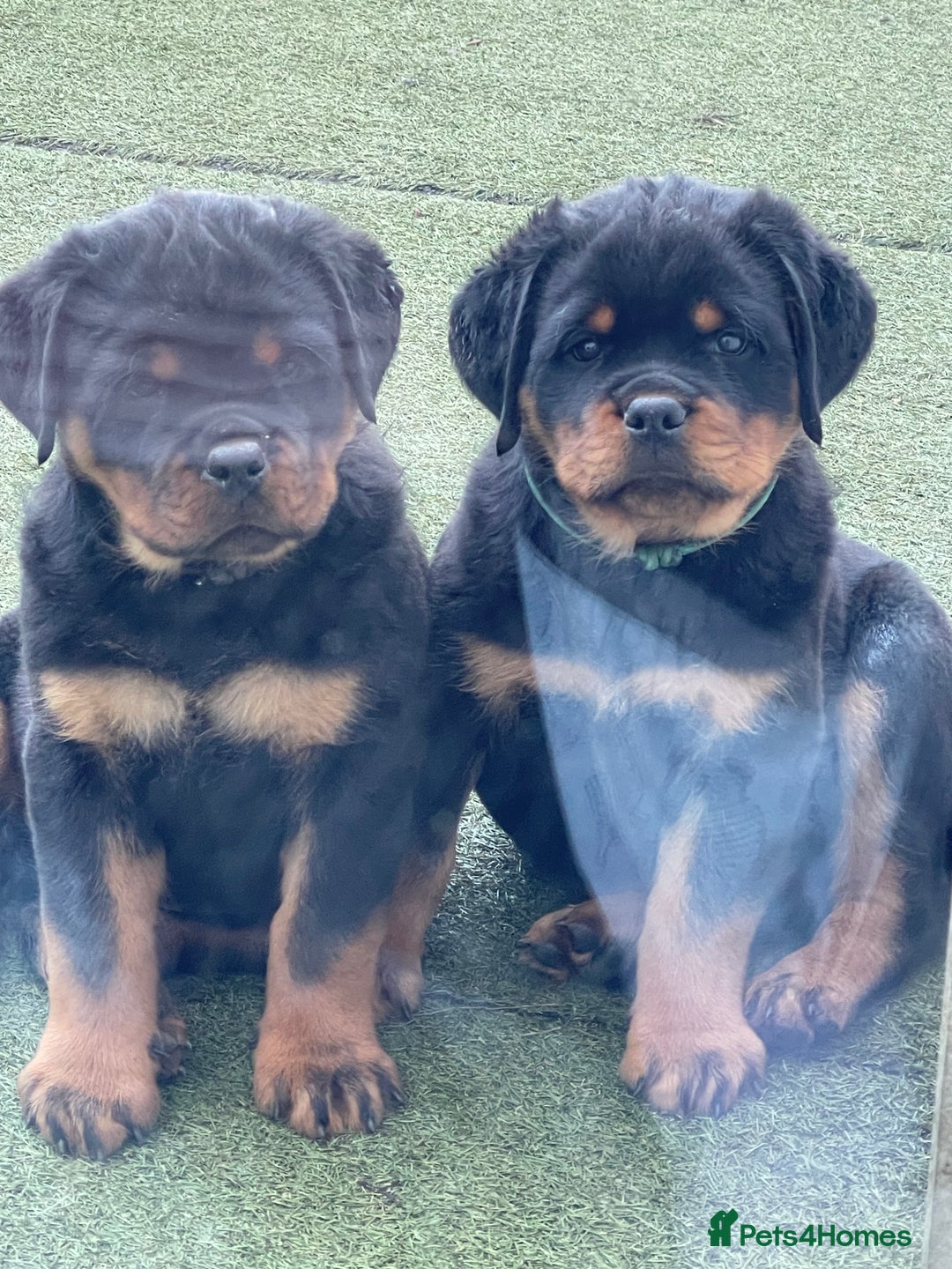 Rottweiler dogs for stud: ABSOLUTELY BEAUTIFUL KC Health Tested *FOR STUD* in Mansfield - Advert 22