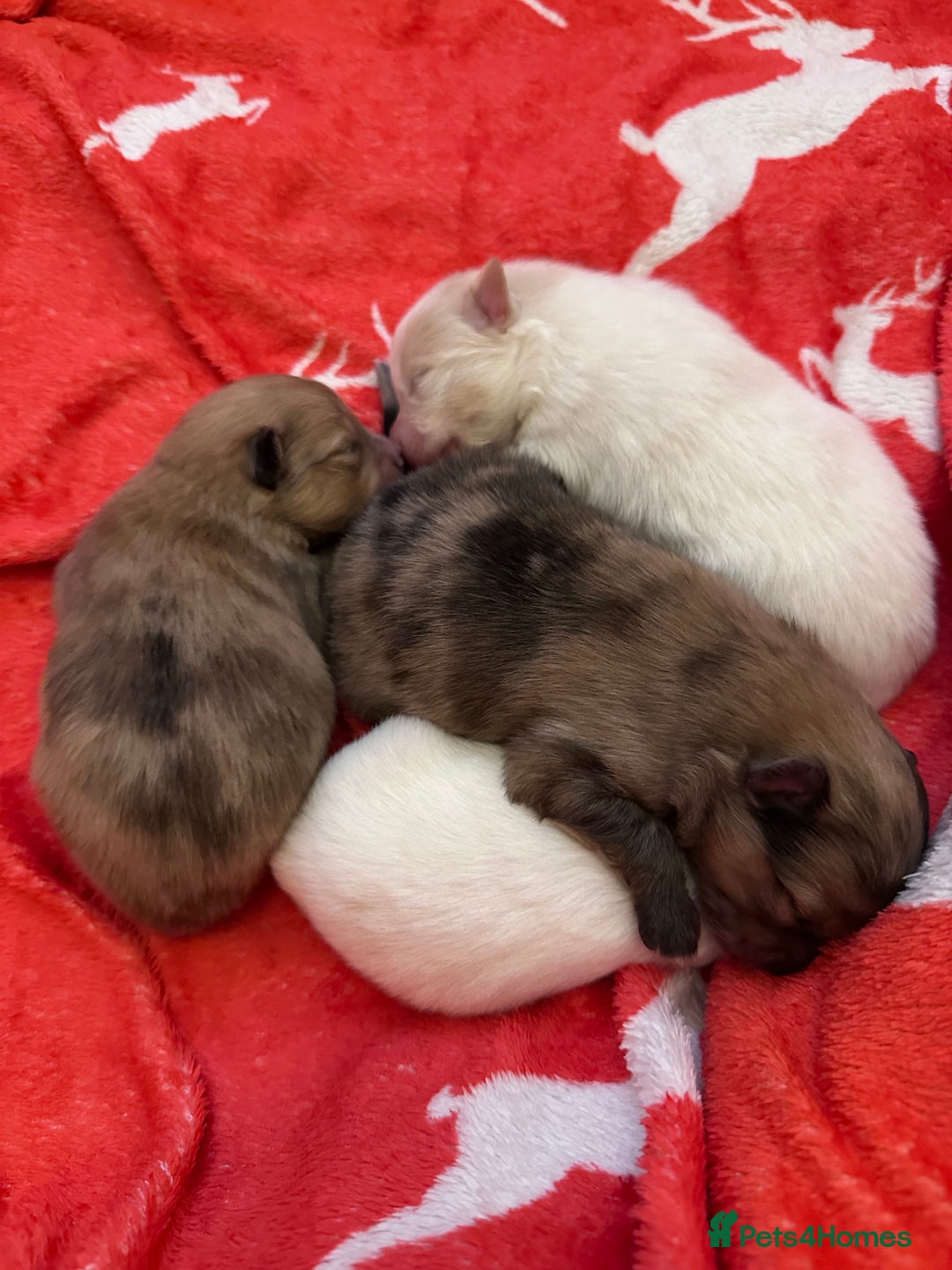 Pomeranian dogs for sale: Beautiful Pomeranian Puppies🩷 - Image 1