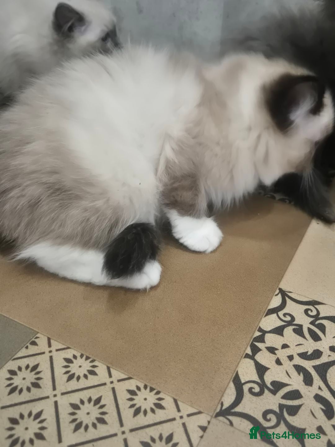 Ragdoll cats for sale: 4 ragdolls ready to leave now  - Image 35