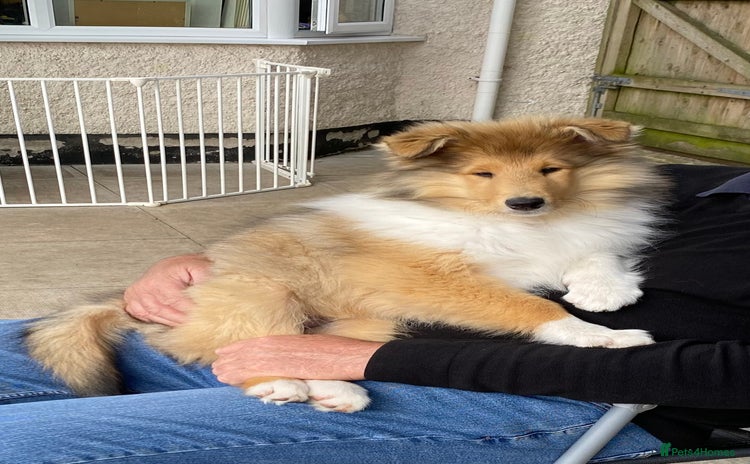 Rough Collie dogs - Advert 1
