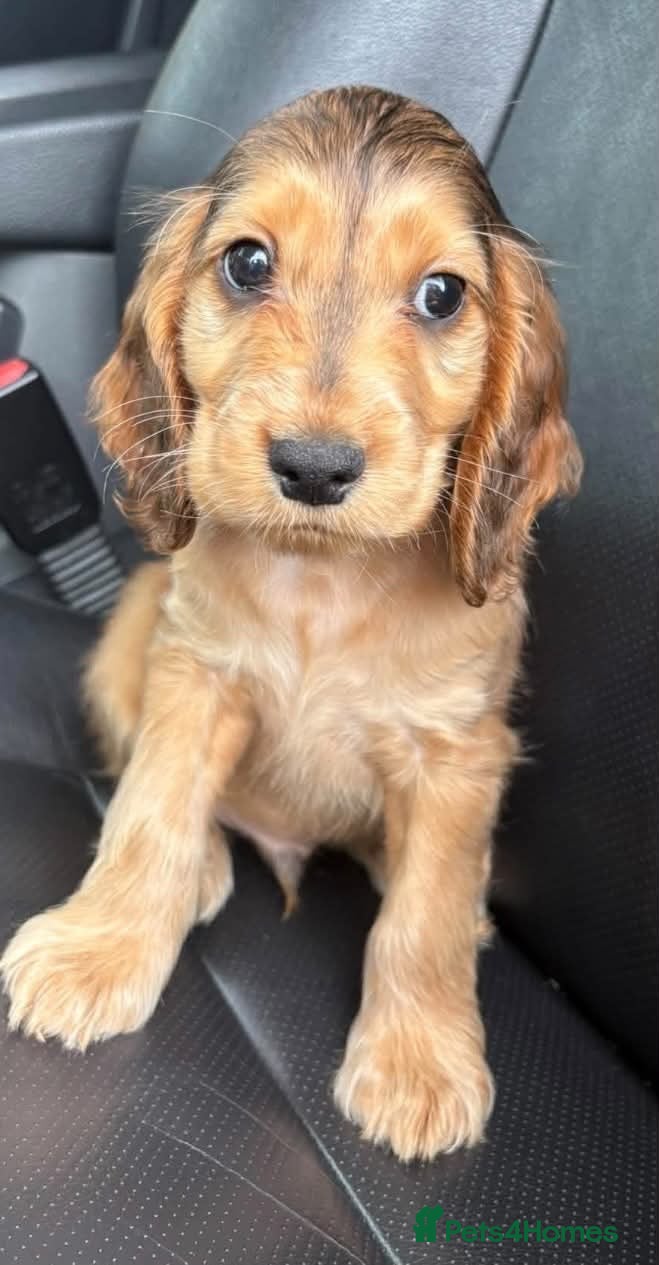 Cocker Spaniel dogs Beautiful Brown and Tan Sable Cocker spaniel puppy - Advert 1