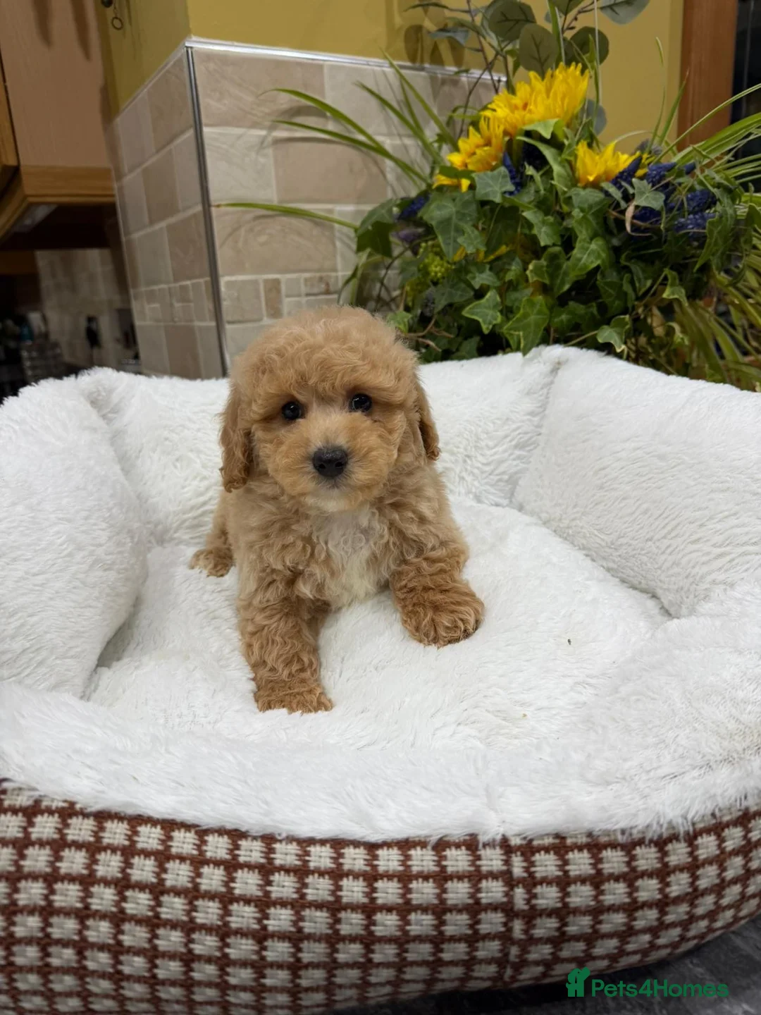 Poochon dogs for sale: Poochon Puppies - Advert 18