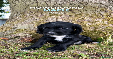 Cocker Spaniel dogs - Advert 5