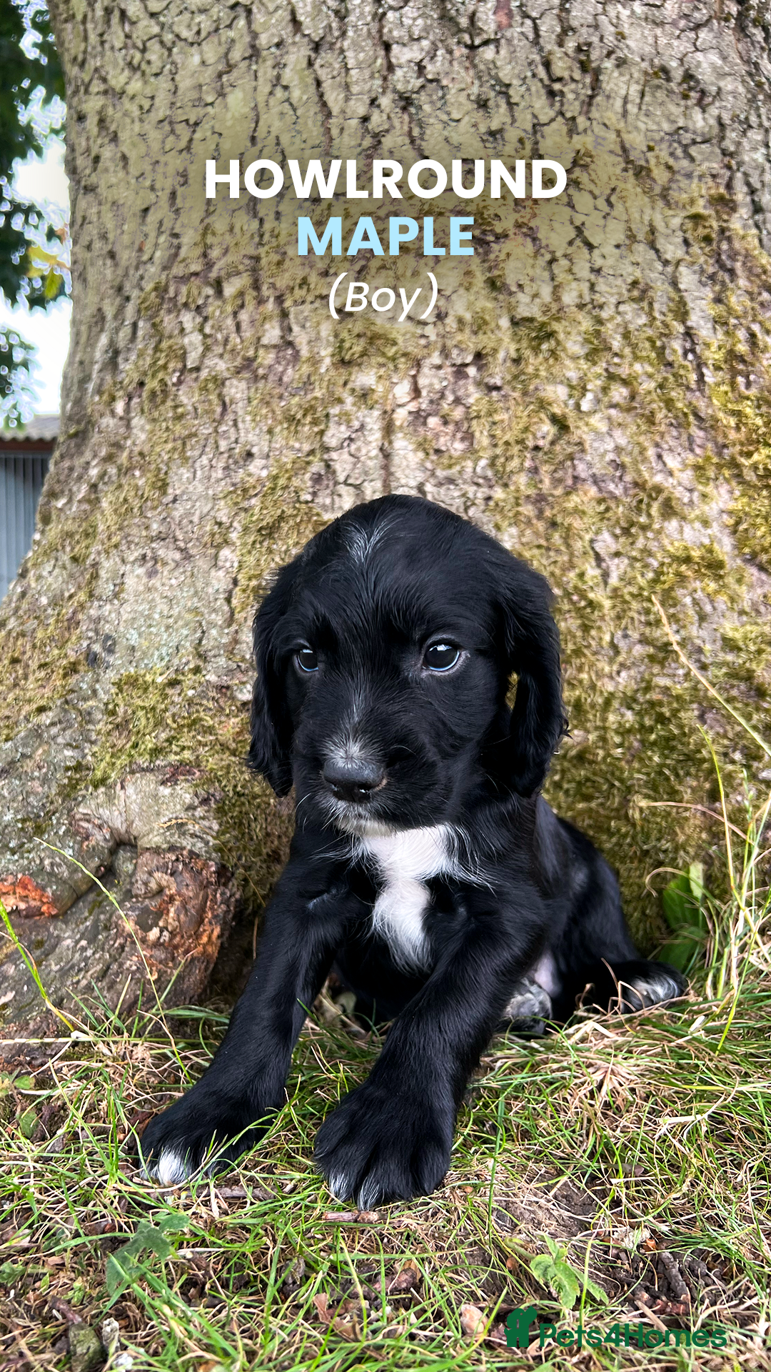 Cocker Spaniel dogs for sale: Cocker Spaniel male left KC Registered Docked  - Image 2