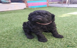 Labradoodle dogs for sale: Miniature Labradooles - Image 9