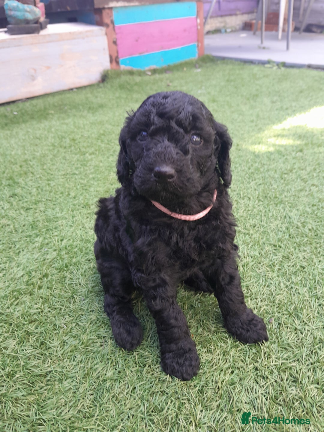 Labradoodle dogs for sale: Miniature Labradooles - Image 9