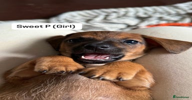 Mixed Breed dogs - Advert 5