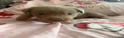 Labrador Retriever dogs for sale: Beautiful lab Puppys  - Advert 3