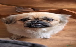 Mixed Breed dogs for sale: Shih Tzu pekingnese cross - Image 13