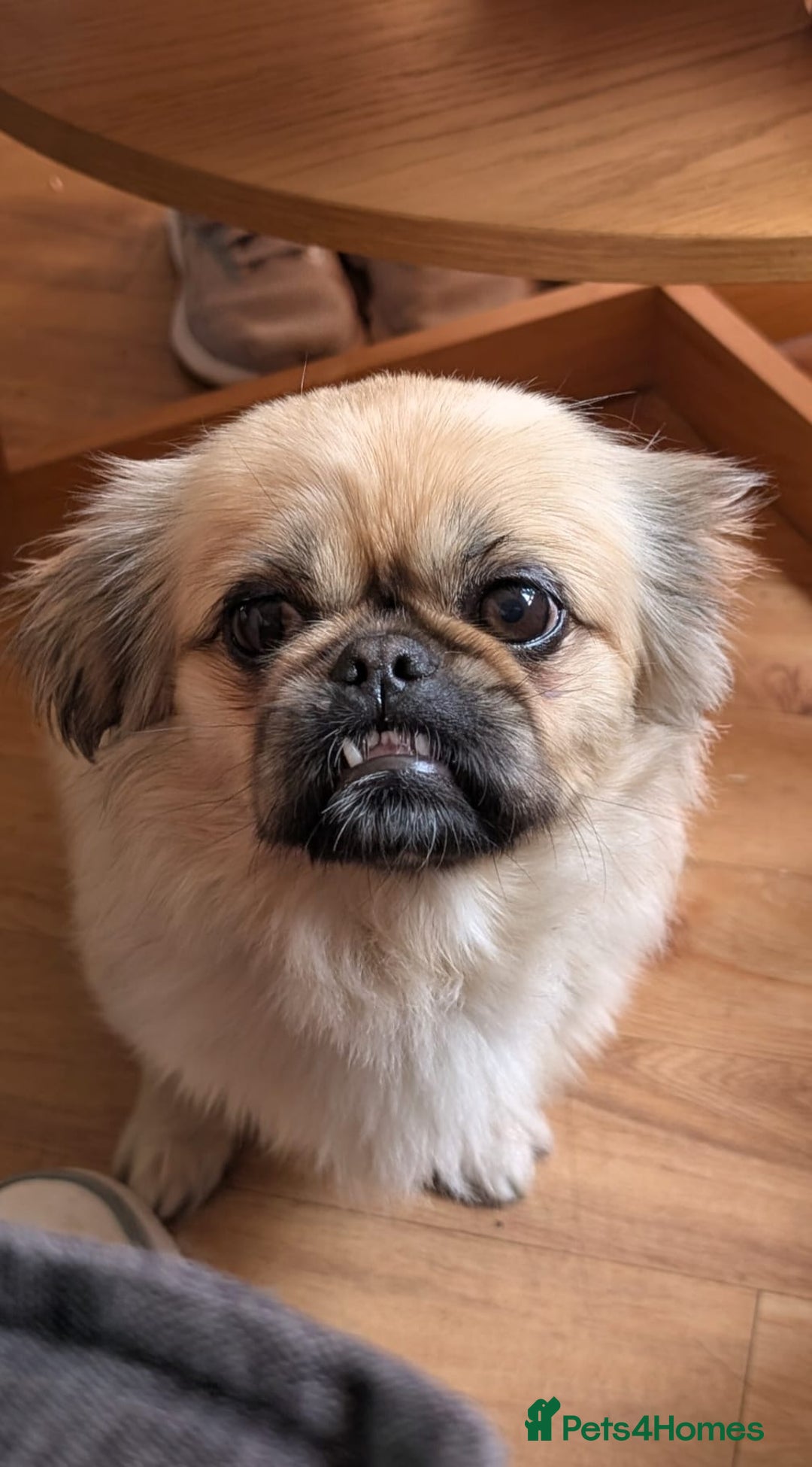 Mixed Breed dogs for sale: Shih Tzu pekingnese cross - Image 13