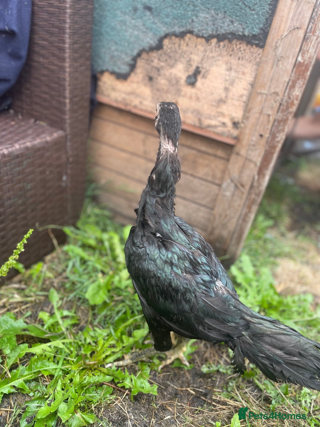 Chickens poultry for sale: Aseel chickens  - Image 4