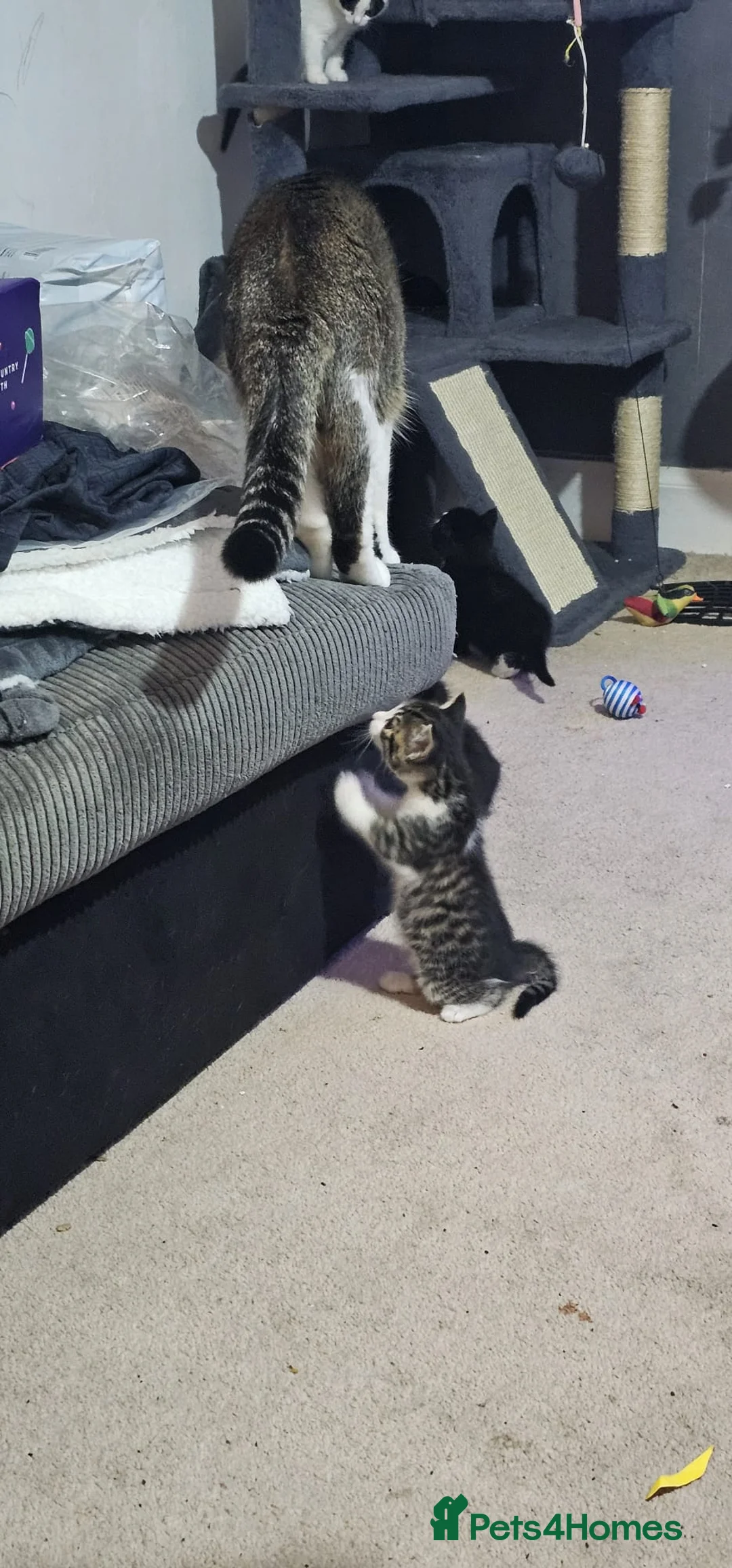 Mixed Breed cats for sale: Beautiful Kittens looking for forever homes  - Advert 2