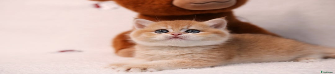 British Shorthair Kitten 3