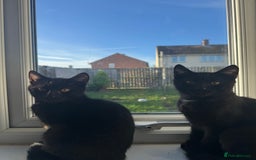 Domestic Shorthair cats for sale: 2 Bonded 3-months-old Black Kittens  - Image 1