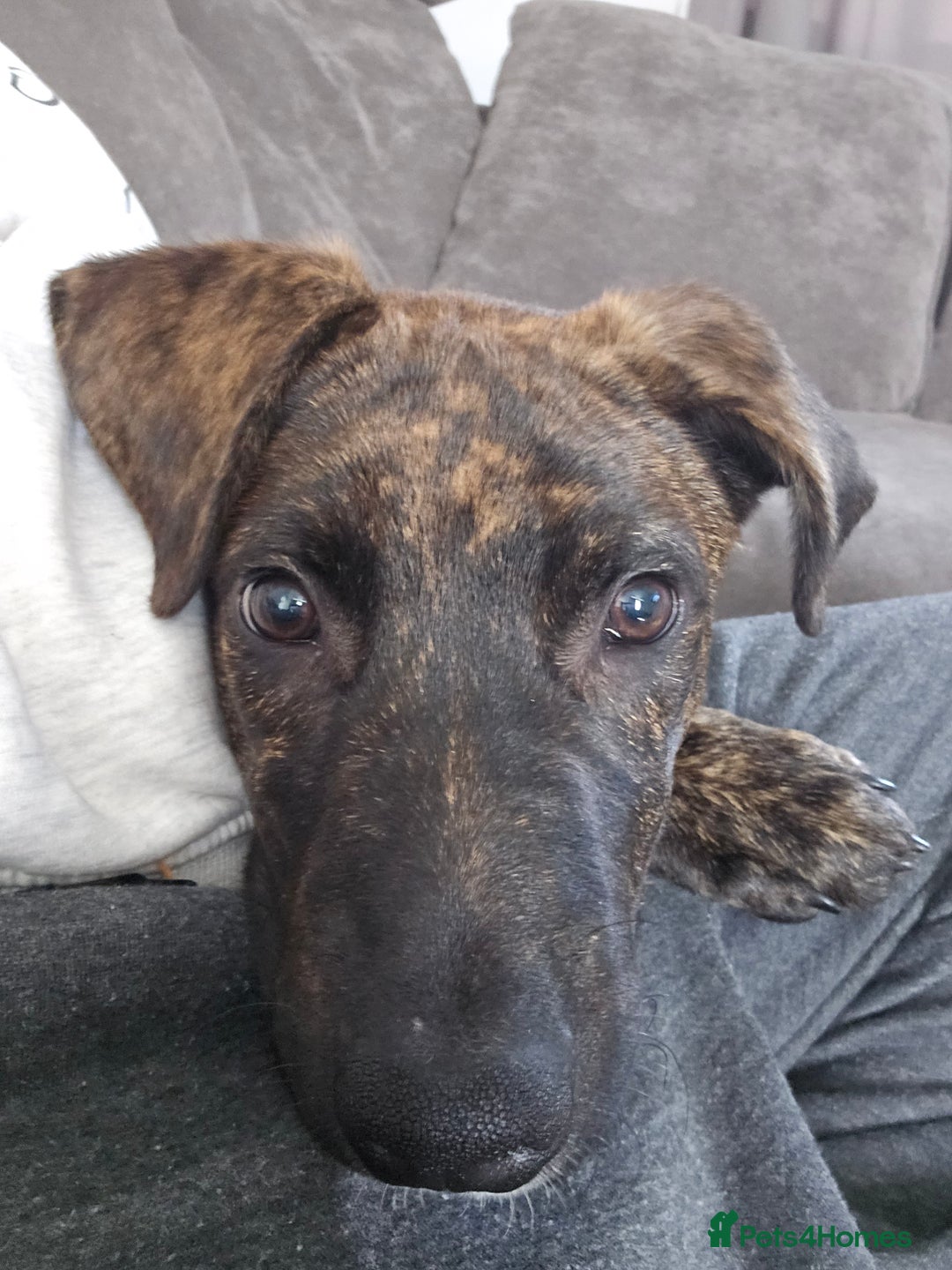 Mixed Breed dogs for sale: Hunt away/Presa Canario - Image 7