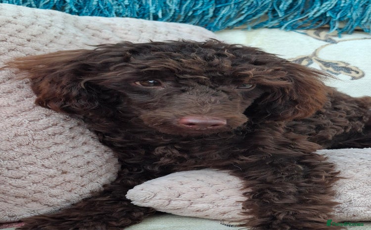 Toy Poodle dogs - Advert 1
