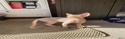 Devon Rex cats for sale: very beautiful Devon Rex boy - Advert 6