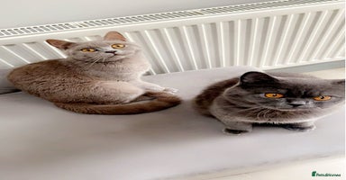 British Shorthair cats - Advert 7