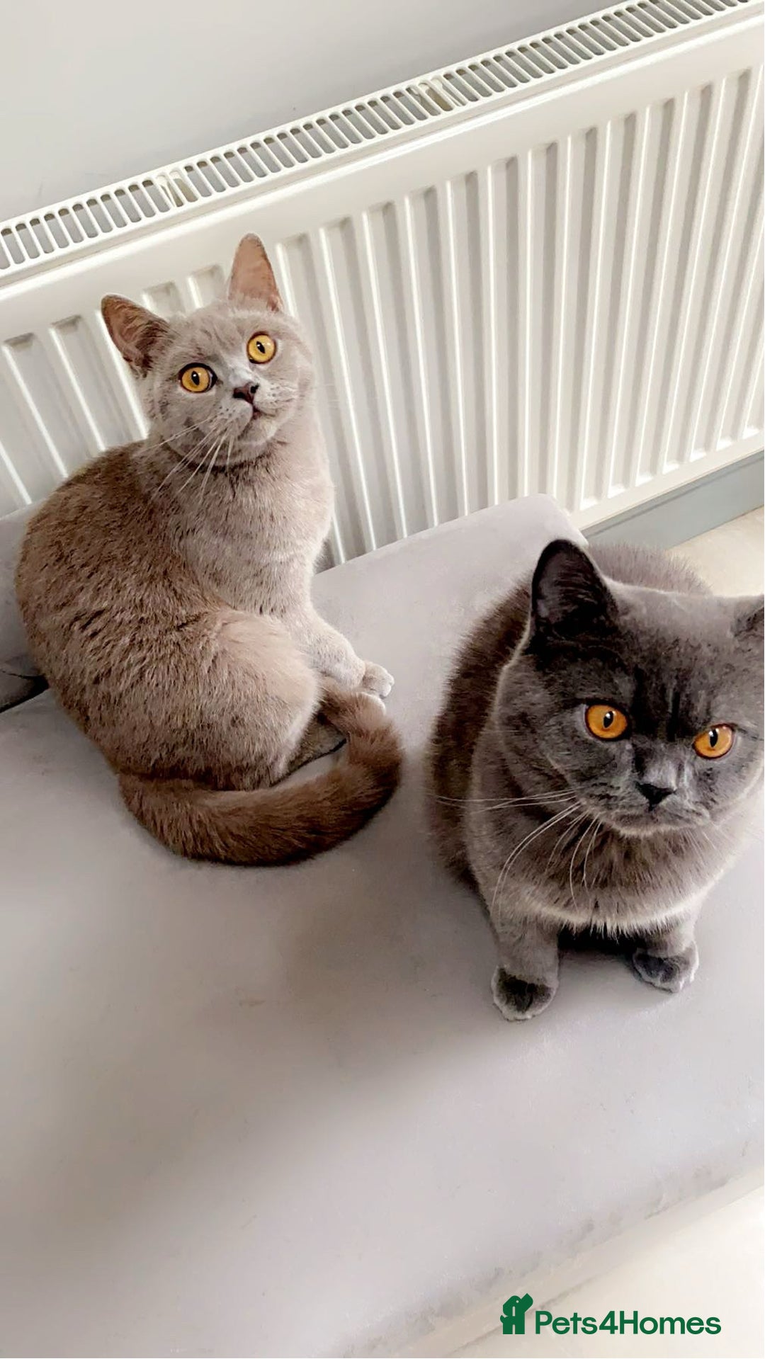 British Shorthair cats for sale: British shorthair (lilac) - Image 2