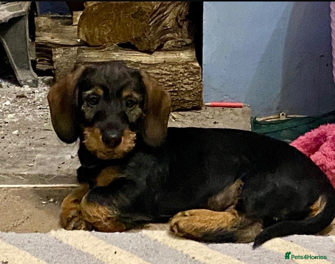 Dachshund dogs for sale: Wire haired Teckel 1 boy pup available  - Advert 2