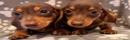 Miniature Dachshund dogs for sale: Miniature Dachshund male puppies - Advert 8