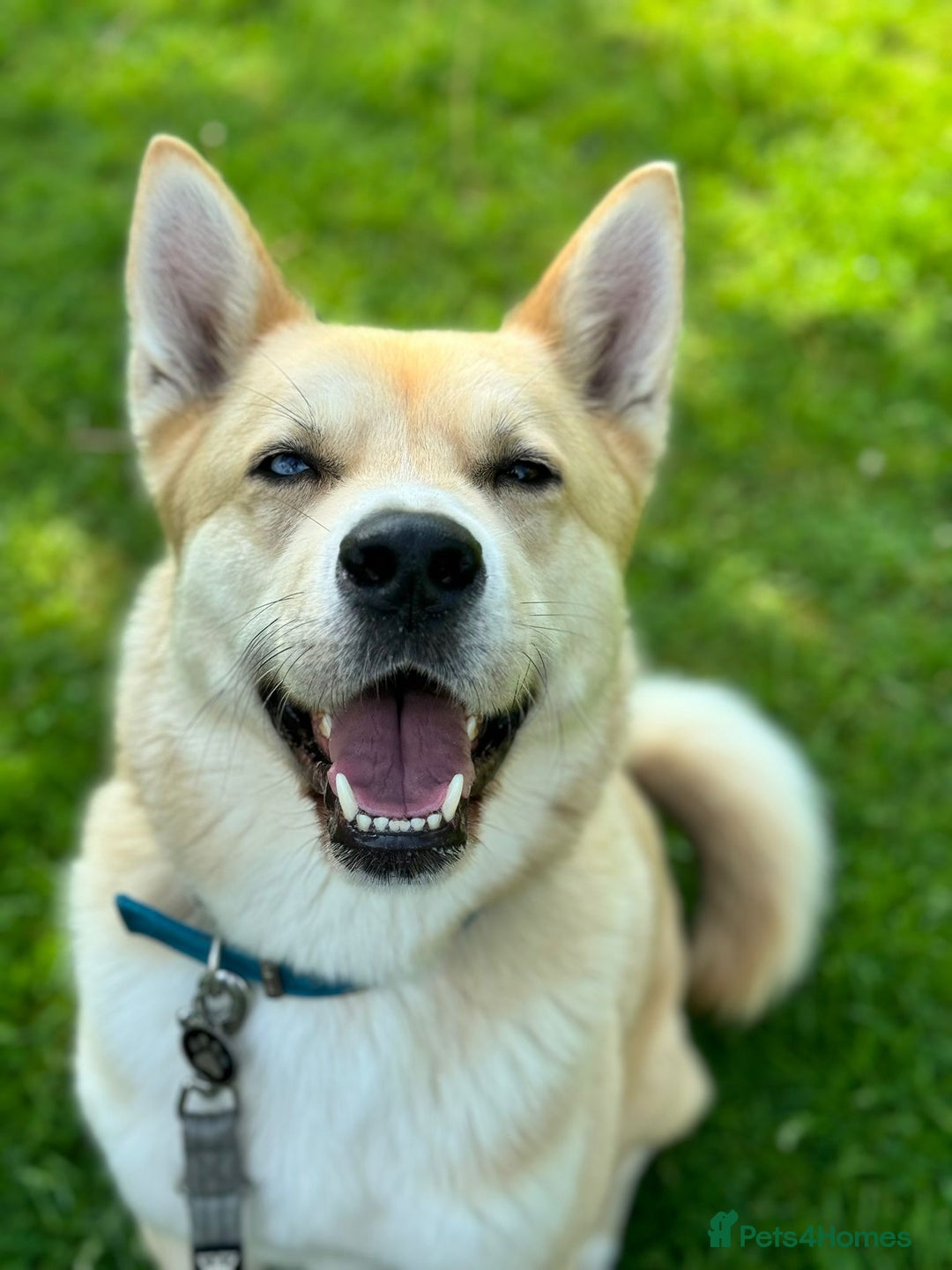 Huskita dogs for sale: Ad for joint owner. No £75 cost. Live local to FK  - Image 1