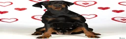 Dobermann dogs for sale: Fully Trained, KC registered Doberman - Advert 3