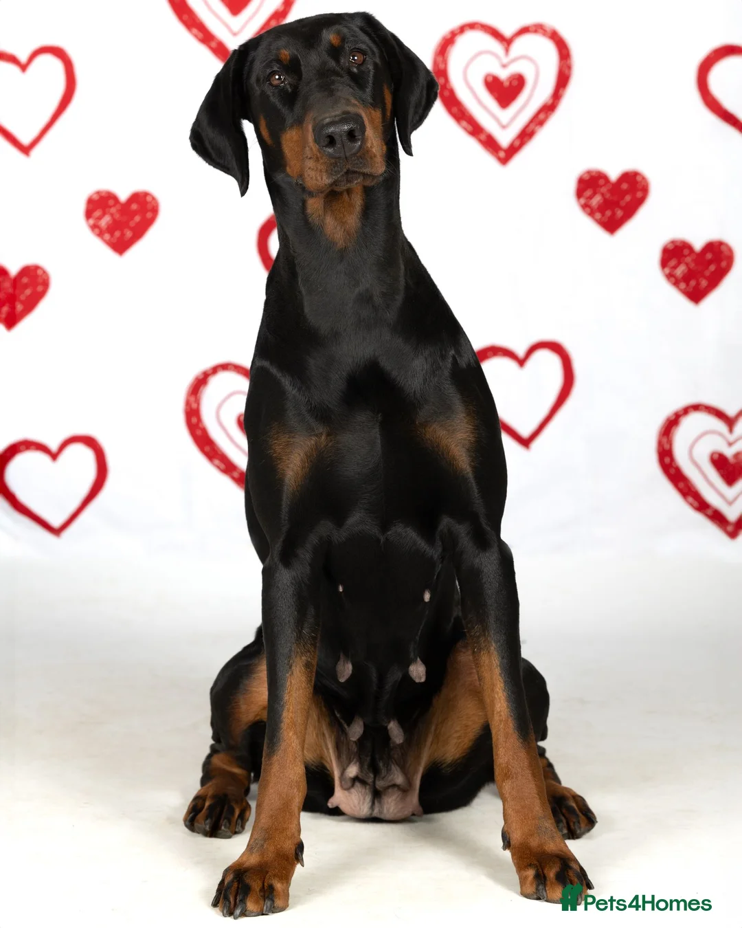Dobermann dogs for sale: Fully Trained, KC registered Doberman - Advert 3