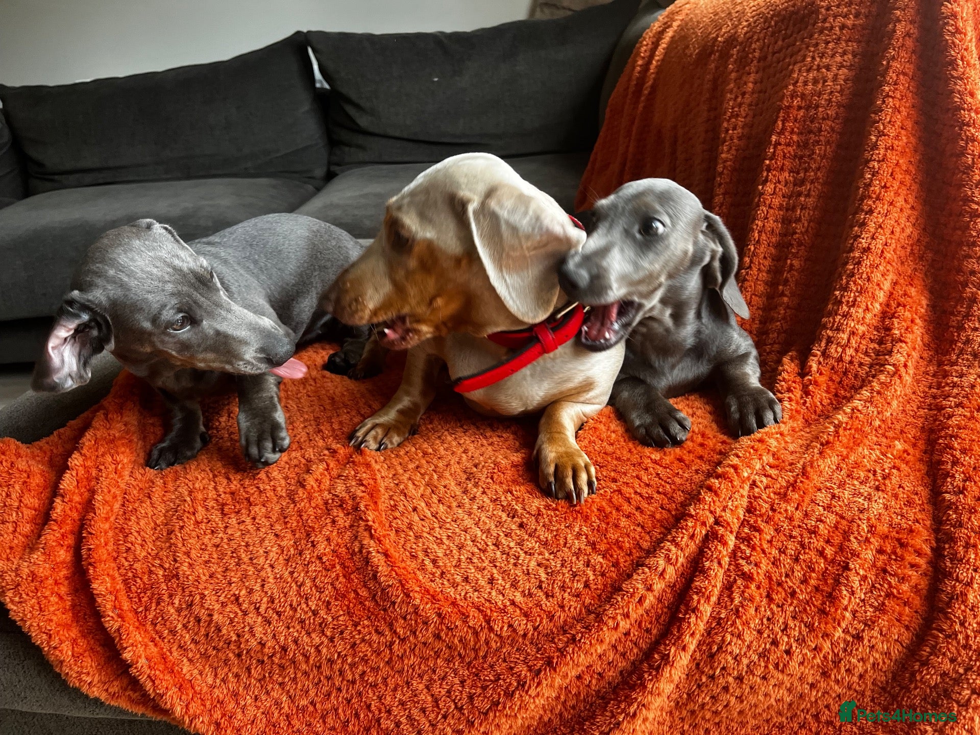 Dachshund dogs Choc & Tan Dachshund girl  - Advert 1