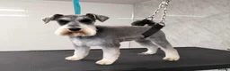 Miniature Schnauzer dogs for sale: Miniature Schnauzer Dog in Lanark - Advert 3