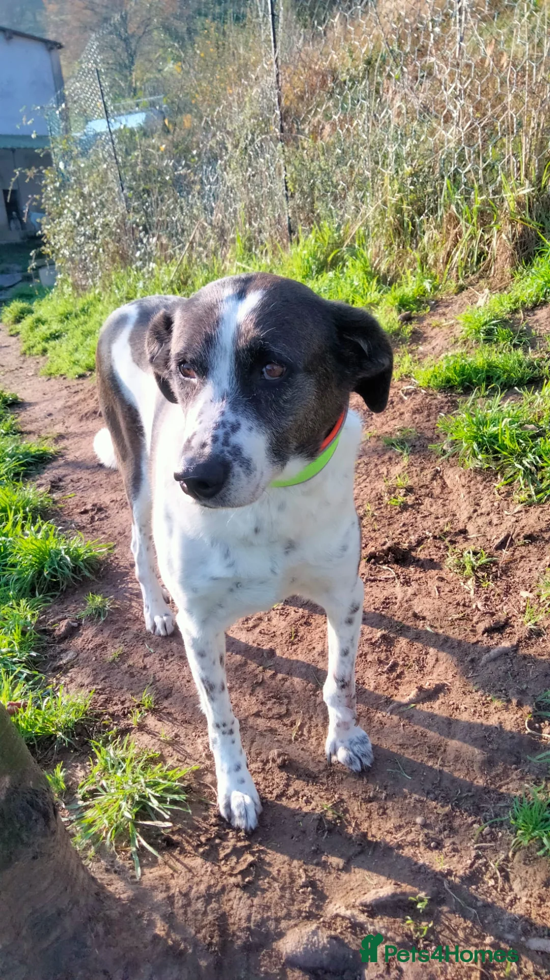 Mixed Breed dogs for adoption: Lula, A Gentle Soul Looking for Her Person - Advert 6