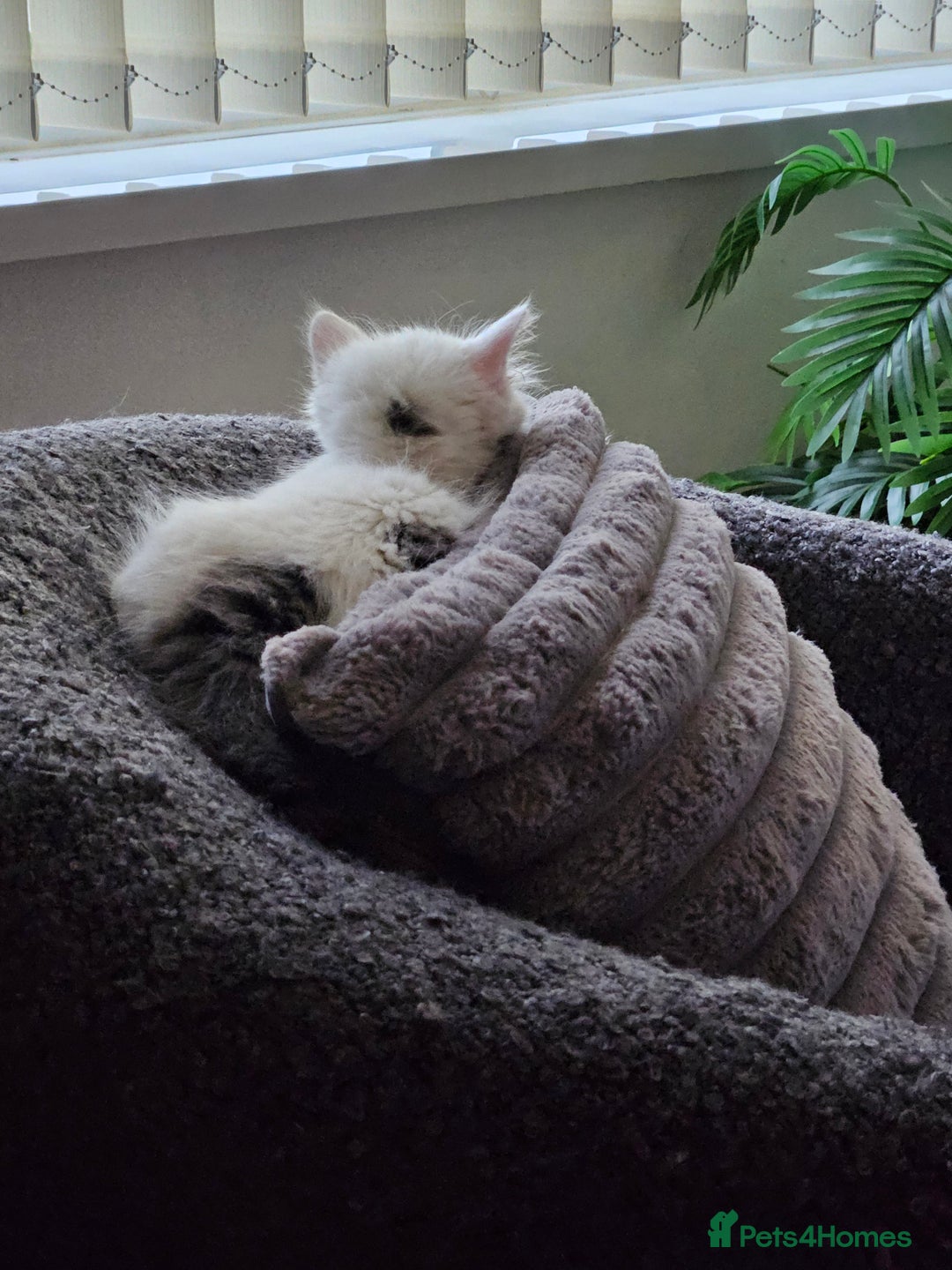 Ragdoll cats for sale: Mixed tabby ragdoll - Image 5