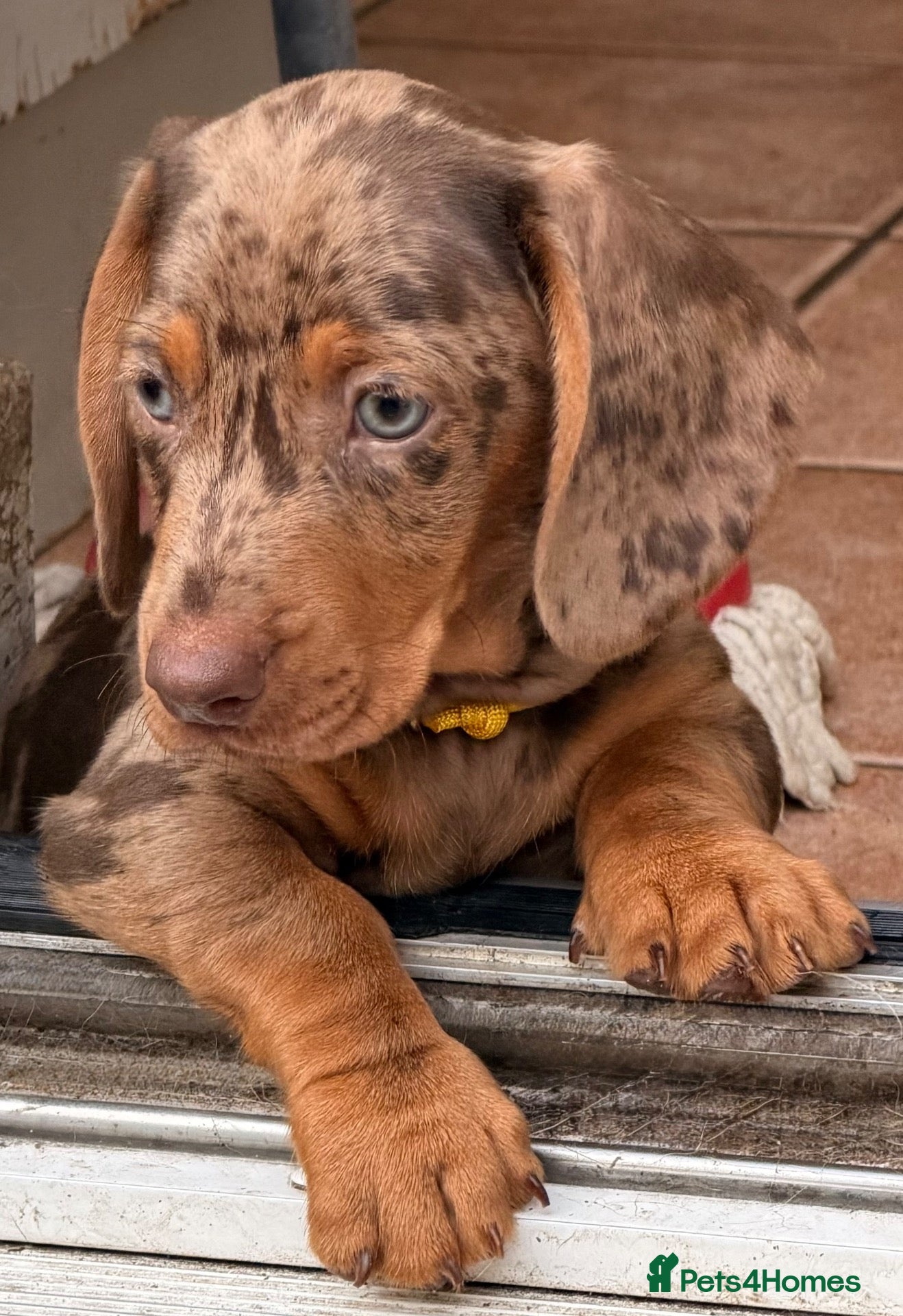 Dachshund dogs Beautiful Dachshund Puppies  - Advert 1