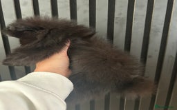 Pomeranian dogs for sale: Adorable bear faced fluffy merle Pomeranians - Image 10