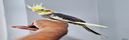 Cockatiels birds for sale: Beautiful baby hand tamed cockatiels for sale. - Advert 9