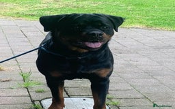 Rottweiler dogs for sale: AMAZING PEDIGREE REGISTERED ROTTWEILER PUPPIES - Image 15