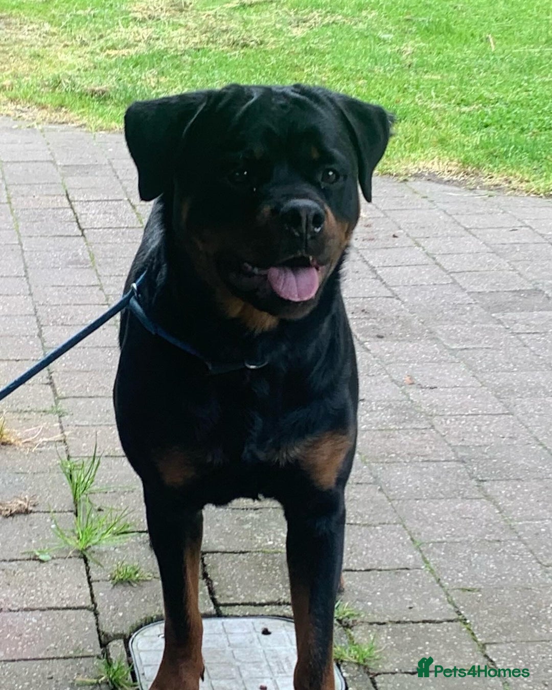Rottweiler dogs for sale: AMAZING PEDIGREE REGISTERED ROTTWEILER PUPPIES - Image 15