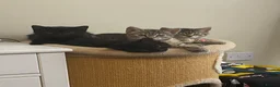 Mixed Breed cats for sale: Female litter of kittens  - Advert 1