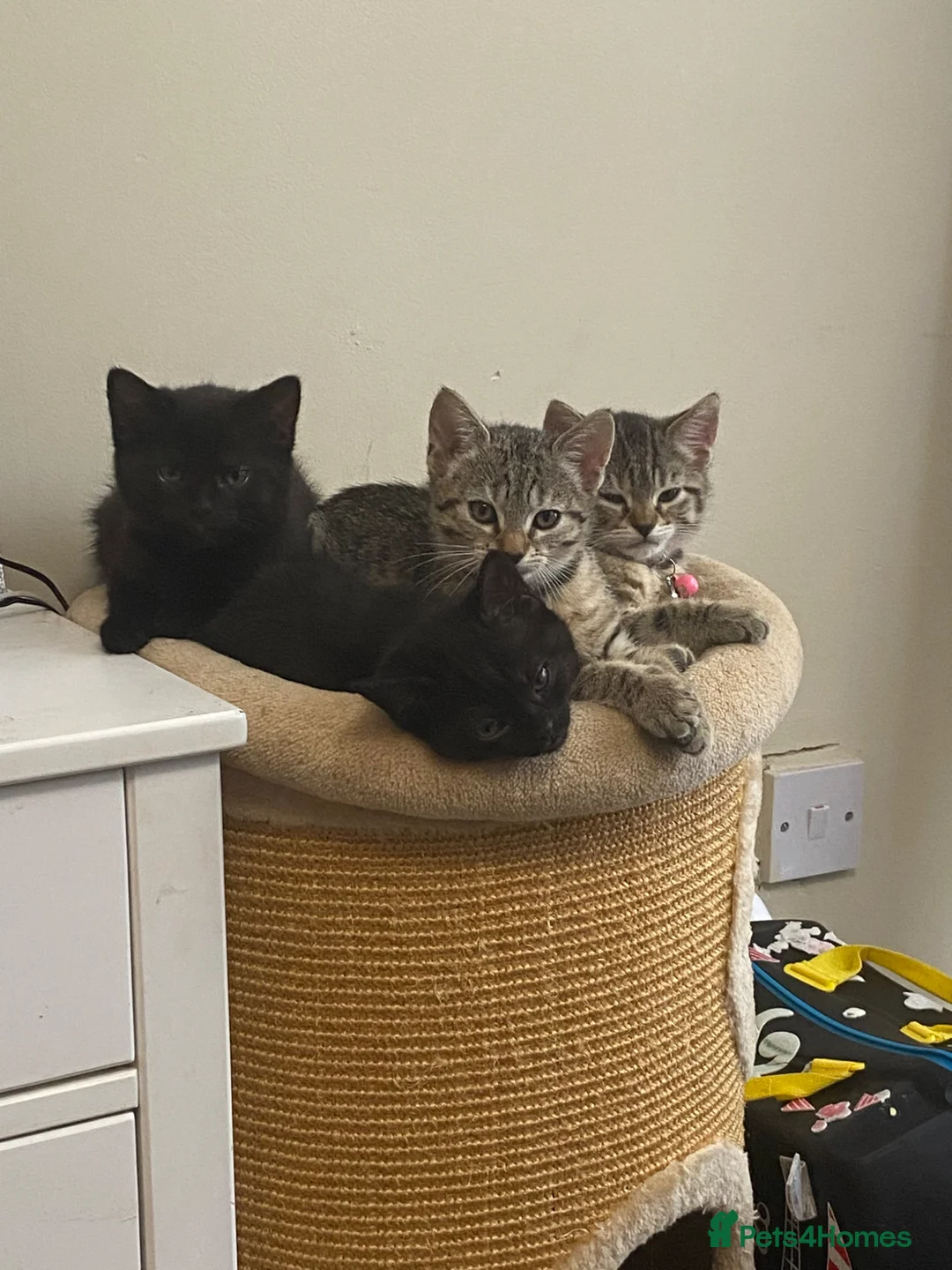 Mixed Breed cats for sale: Female litter of kittens  - Advert 1