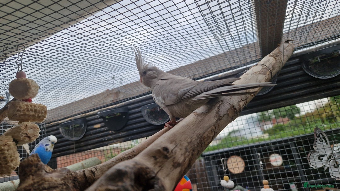 Cockatiels birds for sale: 2x baby cockatiels for sale £100 each - Image 8