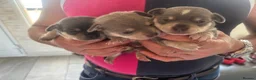 Chihuahua dogs for sale: CHIHUAHUA BEAUTIFUL PUPS READY 20TH JUNE - Advert 5