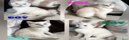 British Shorthair cats for sale: Beautiful BSH Blue Golden TICA kittens - Advert 1